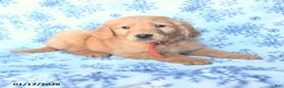 Golden Retriever dogs for sale: Logan - Ad 1