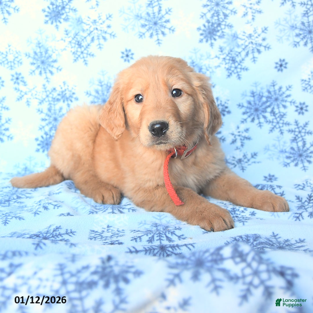 Golden Retriever dogs for sale: Logan - Ad 1