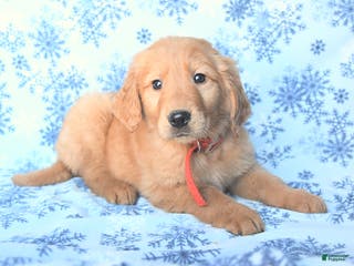 Golden Retriever dogs Logan - Ad 13