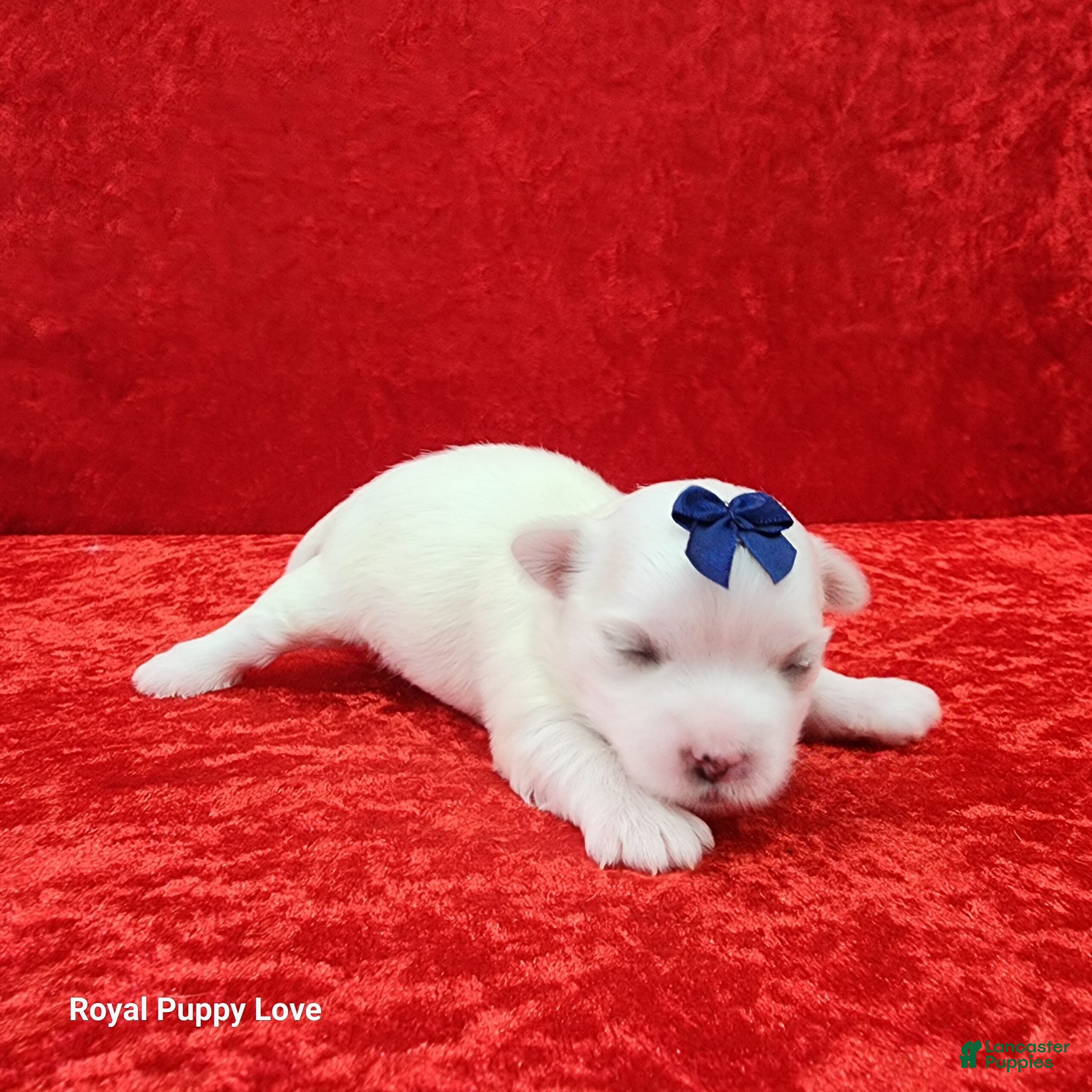 Maltese dogs Julio - Ad 9