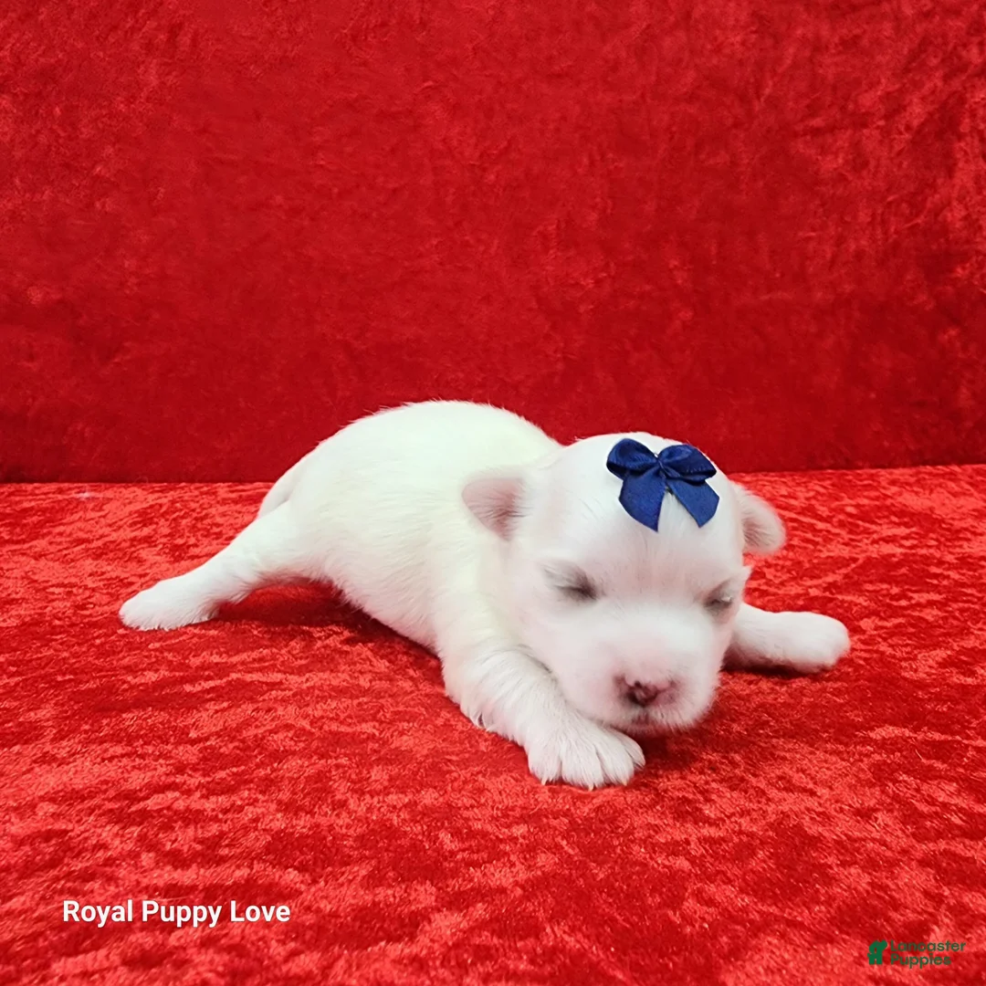 Maltese dogs for sale: Julio - Ad 1