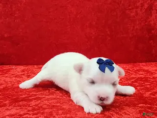 Maltese dogs Julio - Ad 9