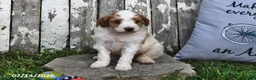 Goldendoodle dogs for sale: Lass   - Ad 4