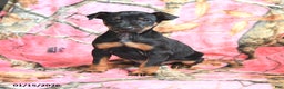 Miniature Pinscher dogs for sale: Quinn - Ad 2