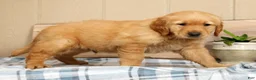 Golden Retriever dogs for sale: Ben - Ad 7