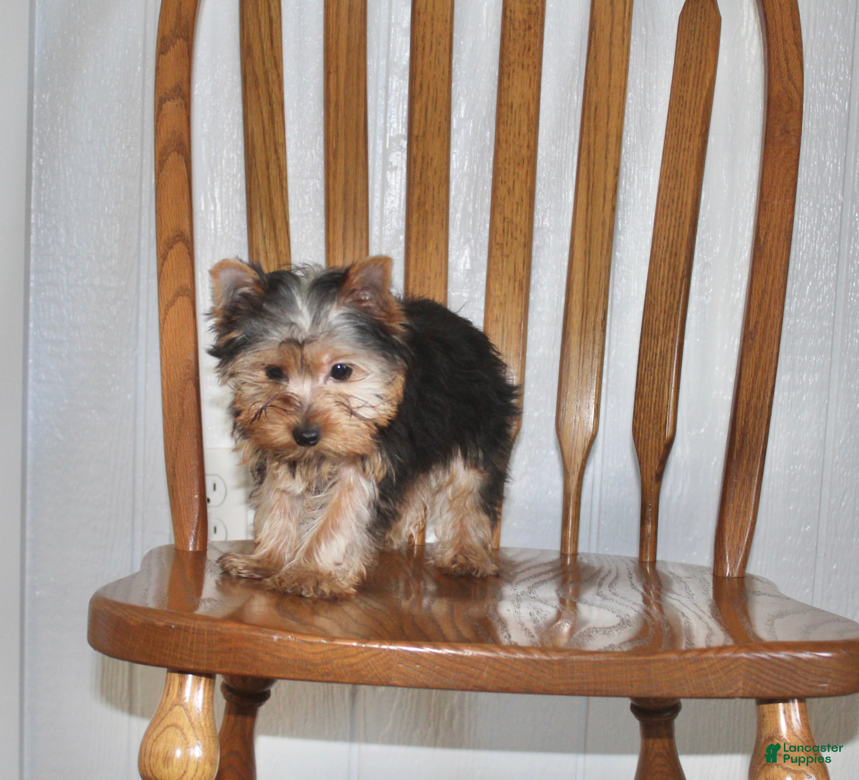 Yorkshire Terrier dogs for sale: Tinker - Ad 2