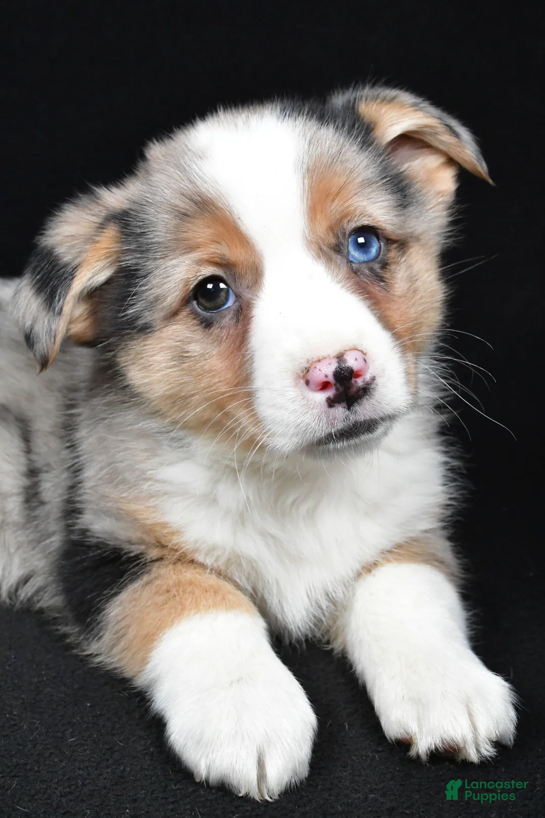 Mixed Breed dogs for sale: Cash - Ad 13