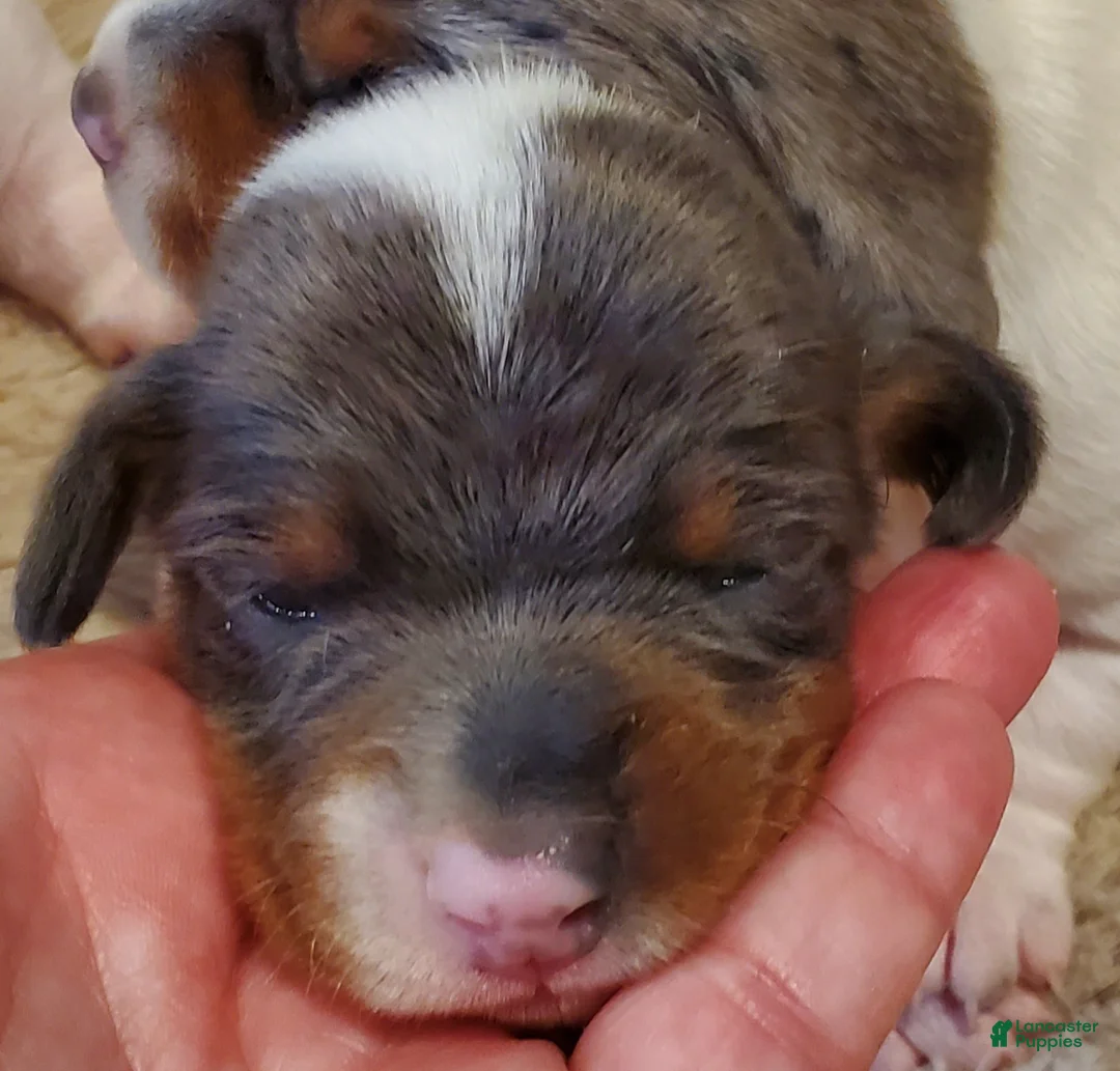 Miniature Dachshund dogs for sale: Miniature Dachshund 2 - Ad 2