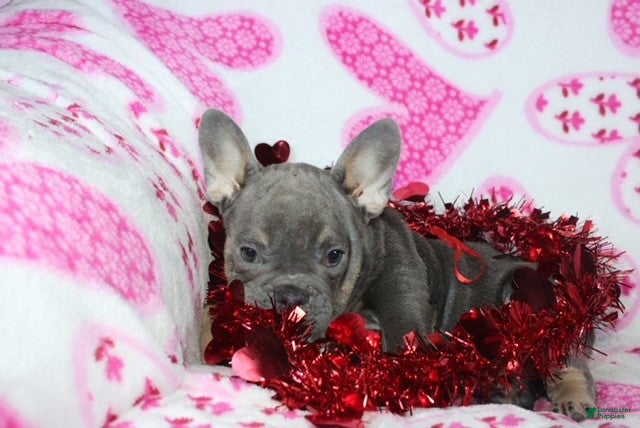 French Bulldog dogs Paisley - Ad 6