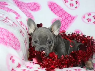 French Bulldog dogs Paisley - Ad 6