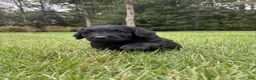 Goldendoodle dogs for sale: Coal - Ad 3