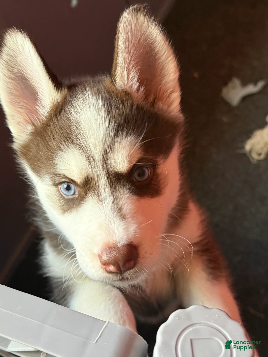 Mixed Breed dogs for sale: Siberian Husky Puppy 2 - Ad 2