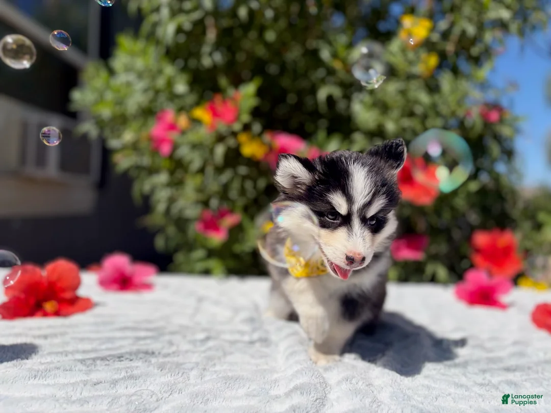 Pomsky dogs for sale: Moon - Ad 2
