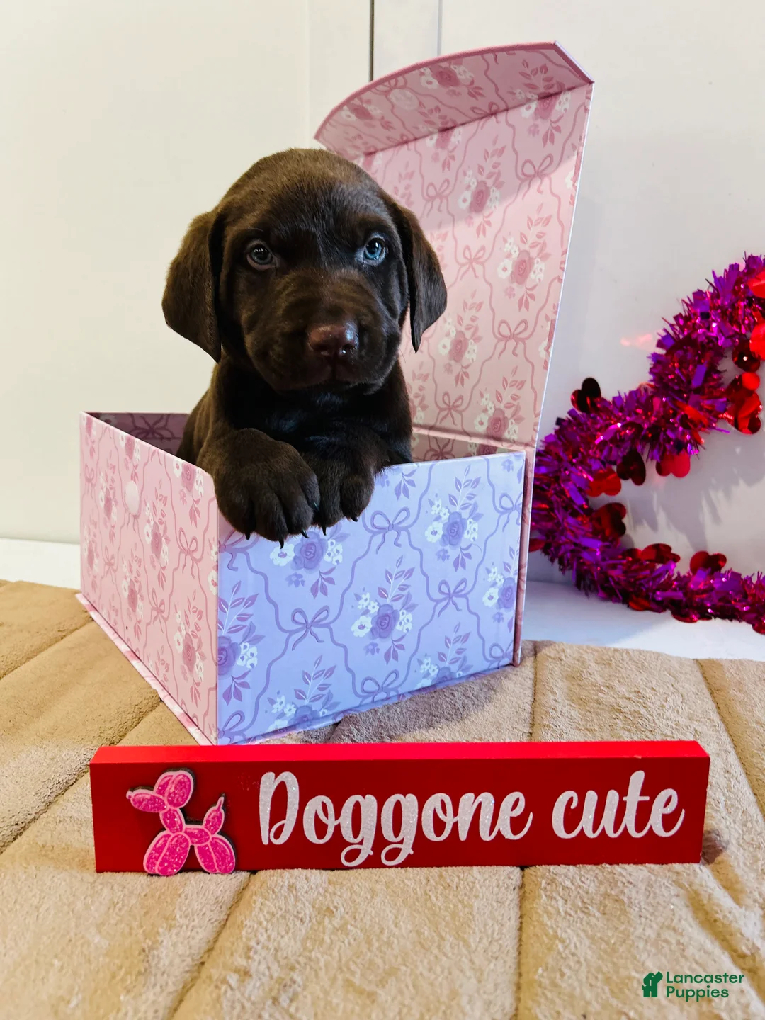 Labrador Retriever dogs for sale: Keith - Ad 1