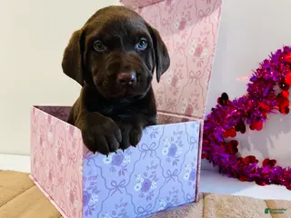 Labrador Retriever dogs Keith - Ad 17