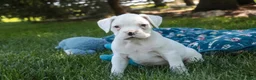 Boxer dogs for sale: Darius - Ad 6