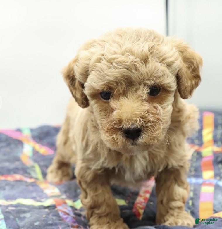 Toy Poodle dogs Cooper - Ad 33