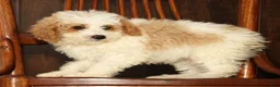Miniature Poodle dogs for sale: Lincoln - Ad 7