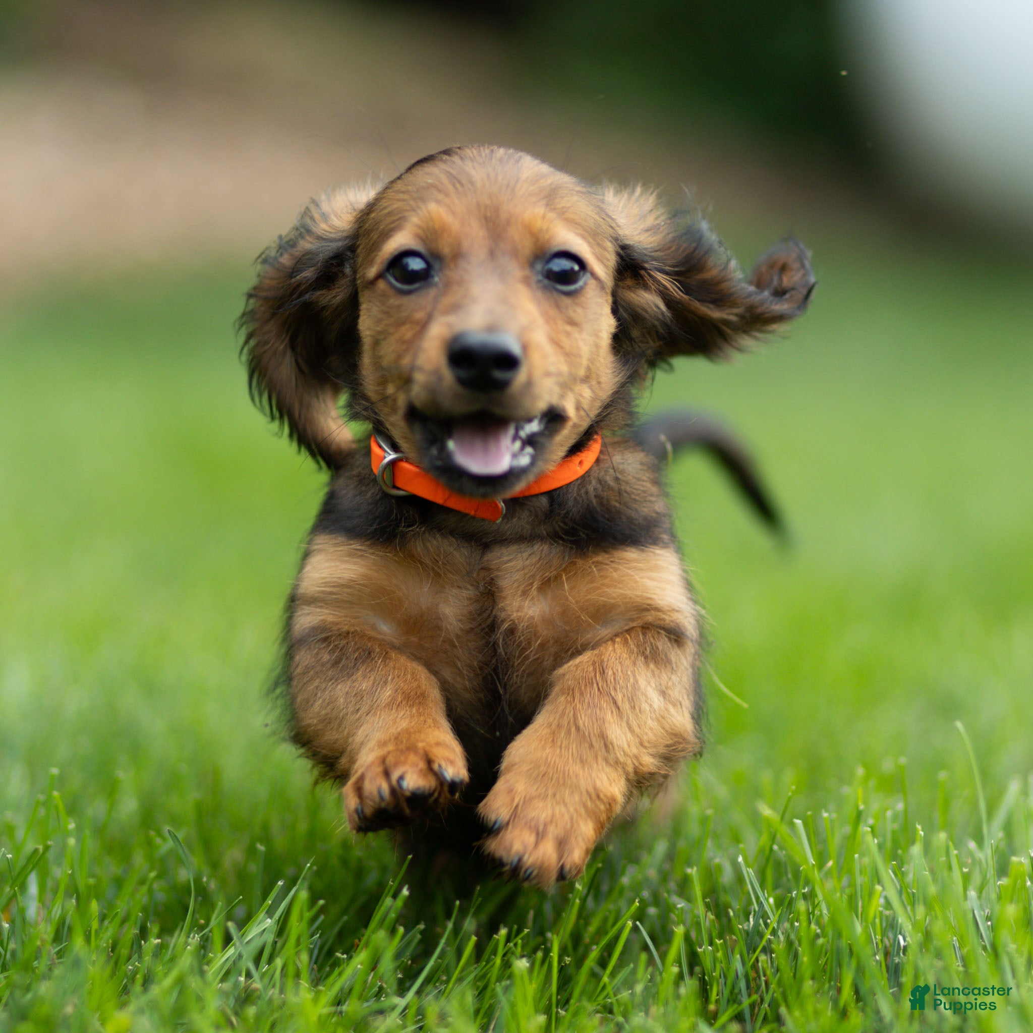 Miniature Dachshund dogs Marie Miniature Dachshund  - Ad 2