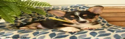 Welsh Corgi Pembroke dogs for sale: Scooter - Ad 3