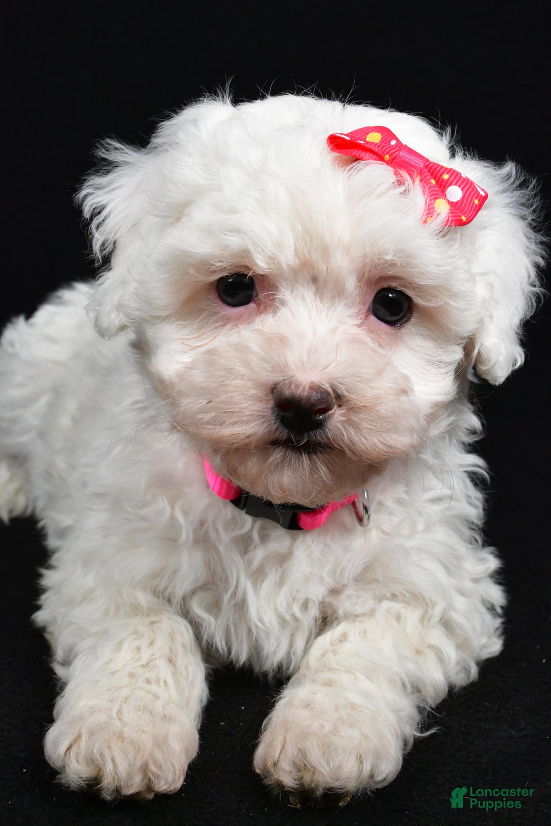 Maltipoo dogs for sale: Joy - Ad 3