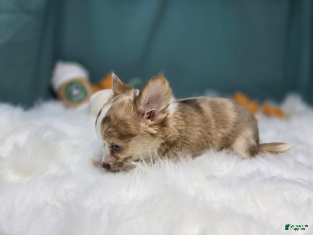 Chihuahua dogs for sale: Max - Ad 3