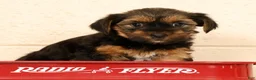 Yorkshire Terrier dogs for sale: Stella - Ad 6