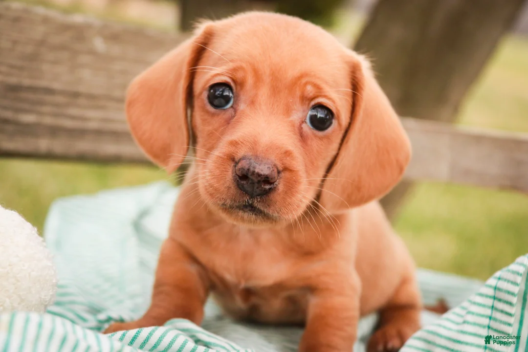 Miniature Dachshund dogs for sale: Mickey - Ad 1
