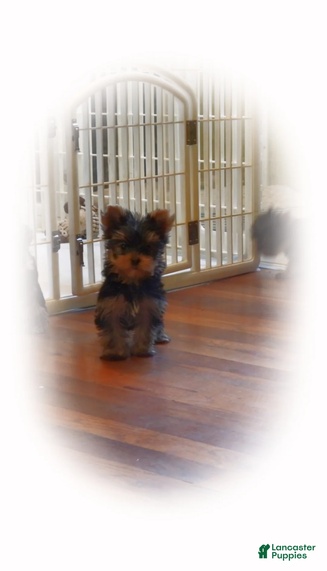 Yorkshire Terrier dogs for sale: Micro boy - Ad 4