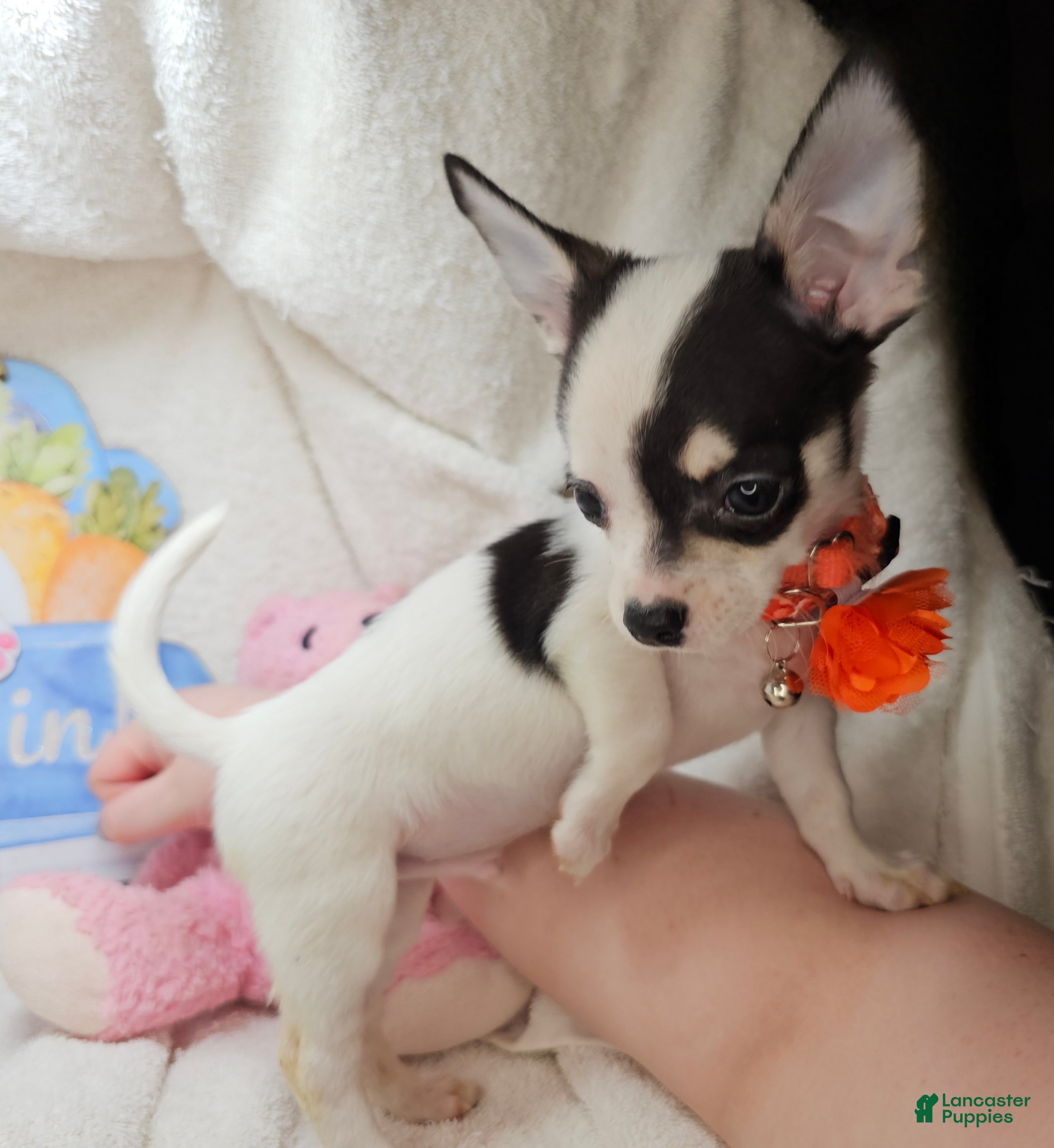 Chihuahua dogs Bo Jango - Ad 42