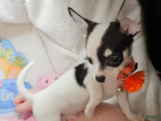 Chihuahua dogs Bo Jango - Ad 42