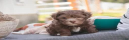 Havanese dogs for sale: Gatsby Havanese  - Ad 14