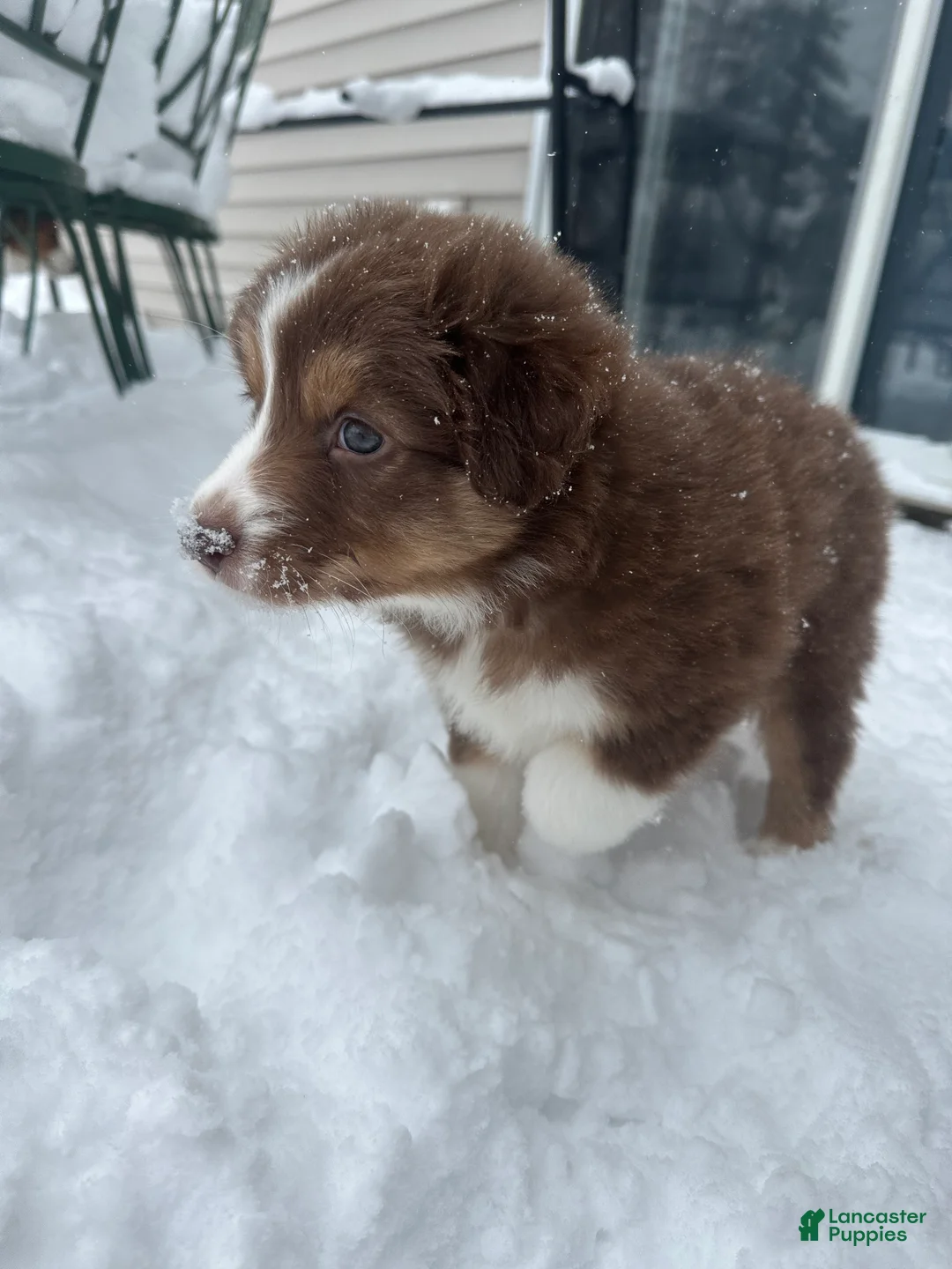 Australian Shepherd dogs for sale: Midnight Cheese  - Ad 5