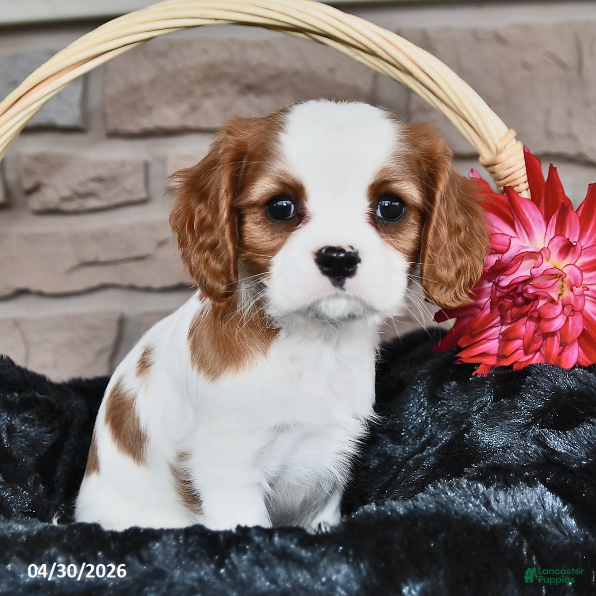 Cavalier King Charles Spaniel dogs for sale: Janna Belle - Ad 4