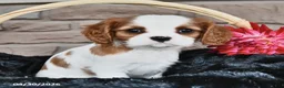 Cavalier King Charles Spaniel dogs for sale: Janna Belle - Ad 1
