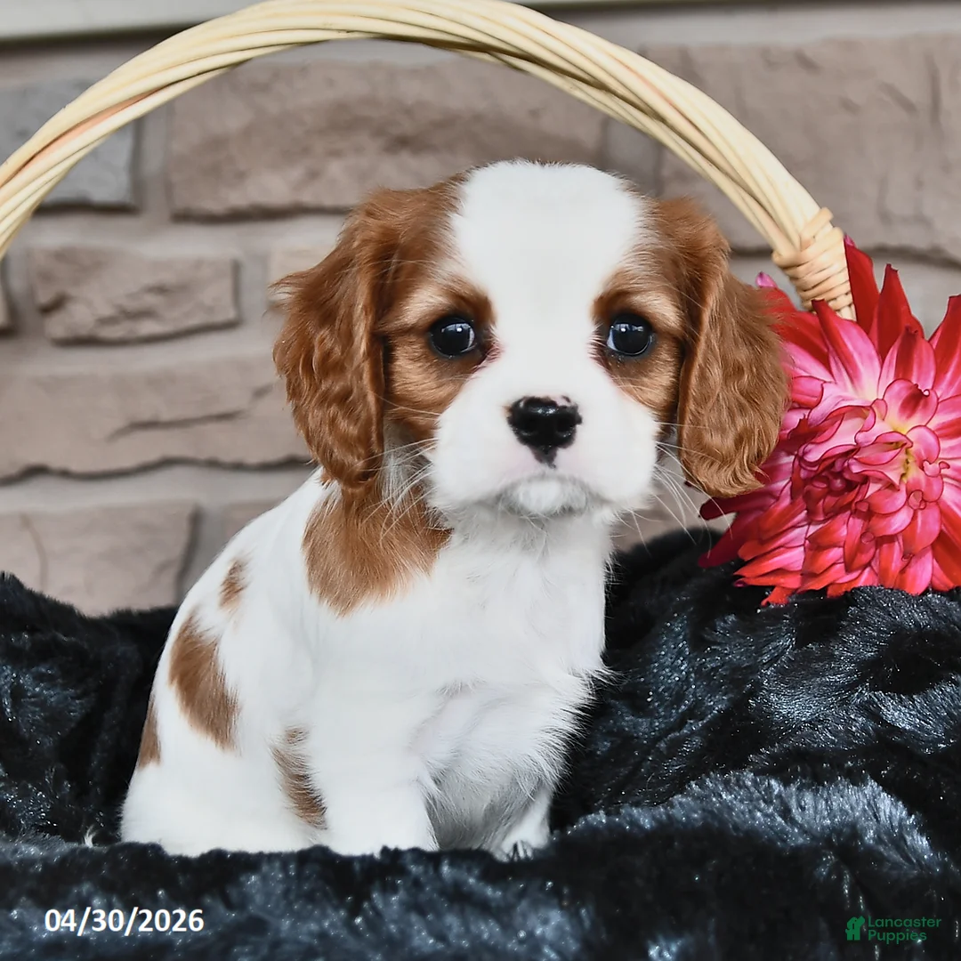 Cavalier King Charles Spaniel dogs for sale: Janna Belle - Ad 1