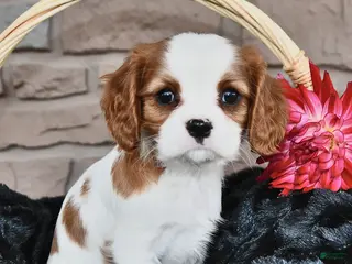 Cavalier King Charles Spaniel dogs for sale: Janna Belle - Ad 4