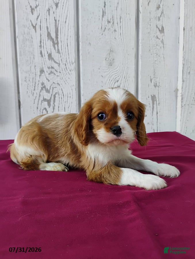 Cavalier King Charles Spaniel dogs Roscoe - Ad 2