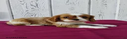 Cavalier King Charles Spaniel dogs for sale: Roscoe - Ad 2