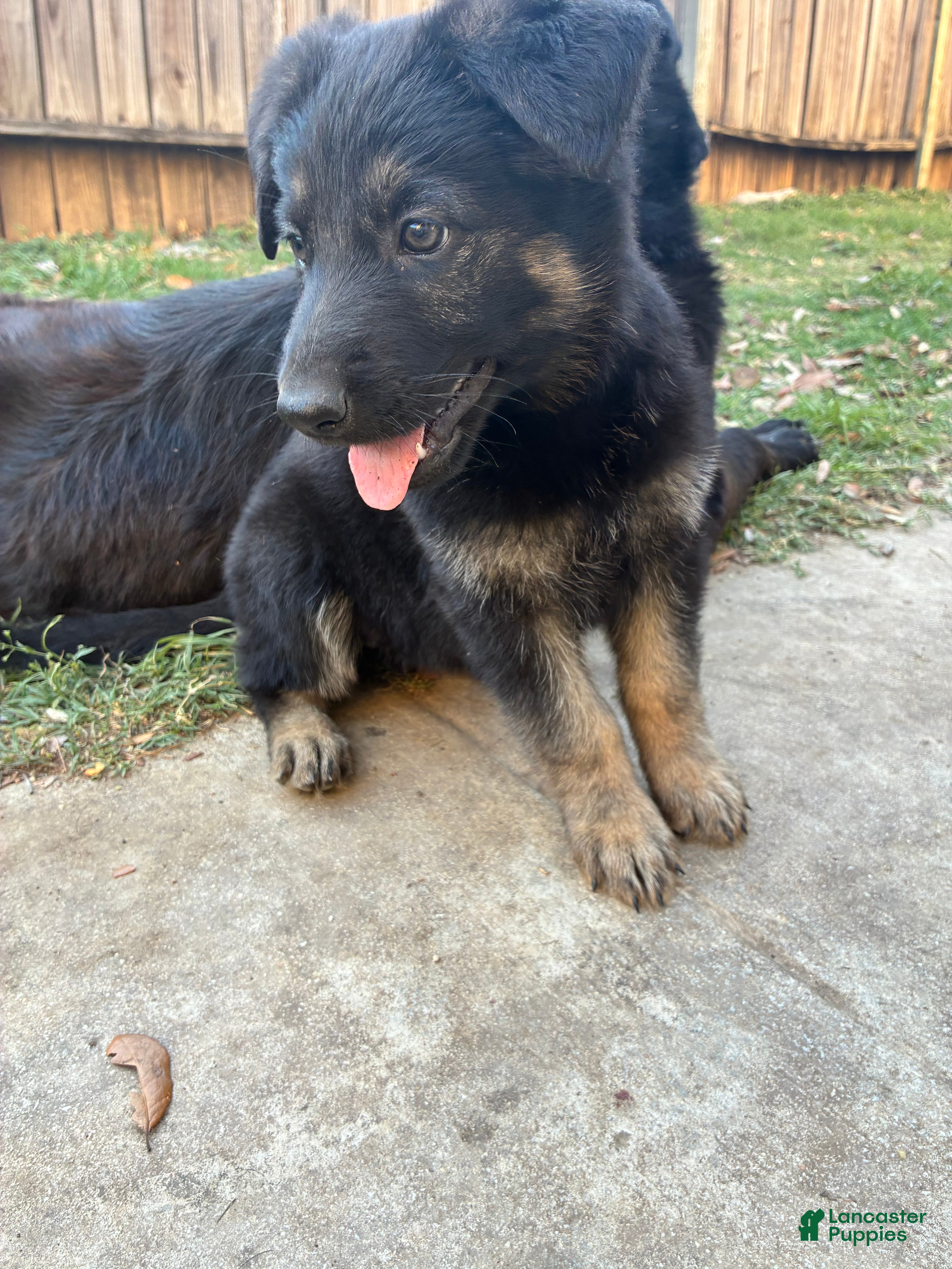 German Shepherd dogs  Puppy 2 - Ad 38