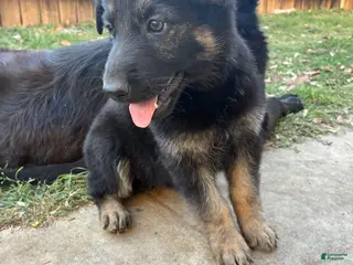 German Shepherd dogs Puppy 2 - Ad 40