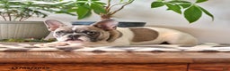 French Bulldog dogs for sale: Timber - Ad 3