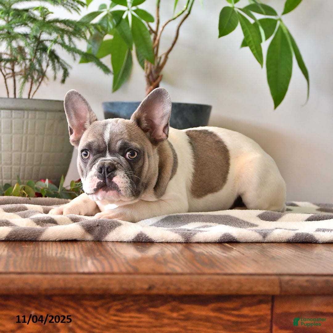 French Bulldog dogs for sale: Timber - Ad 3