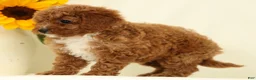 Cavapoo dogs for sale: Megan - Ad 8