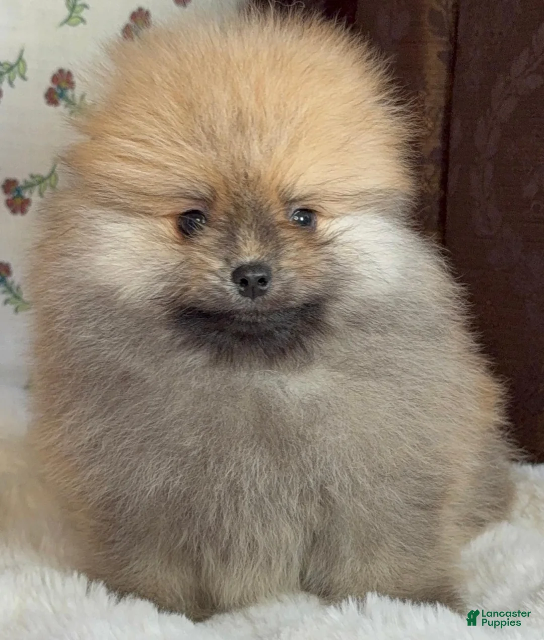 Pomeranian dogs for sale: Pomeranian Puppy Bear - Ad 8