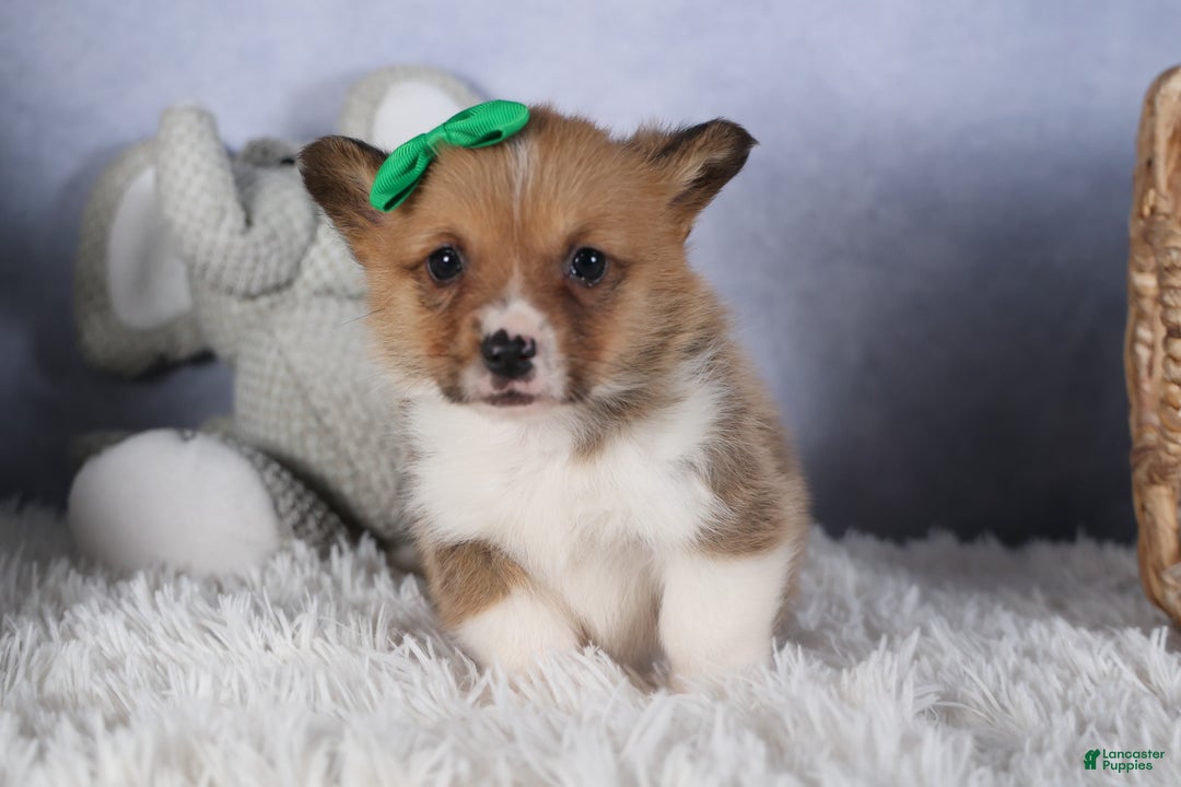 Welsh Corgi Pembroke dogs for sale: REX - Ad 11