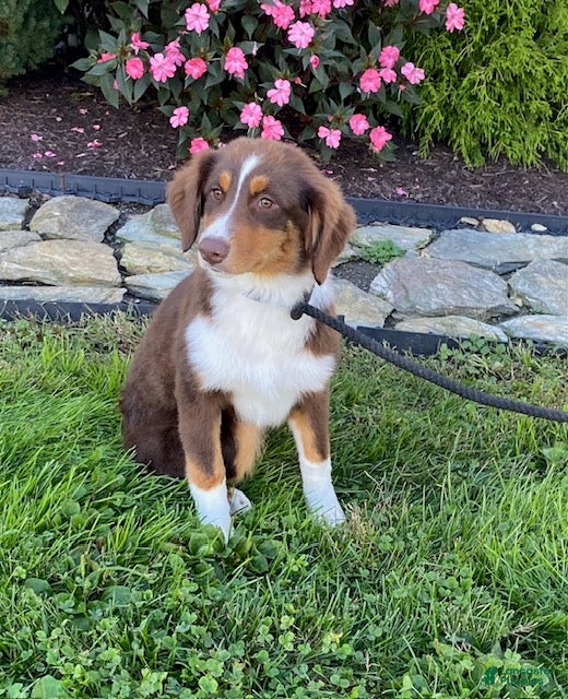 Australian Shepherd dogs for sale: Sally - Ad 1