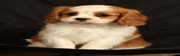 Cavalier King Charles Spaniel dogs for sale: Quinton - Ad 4