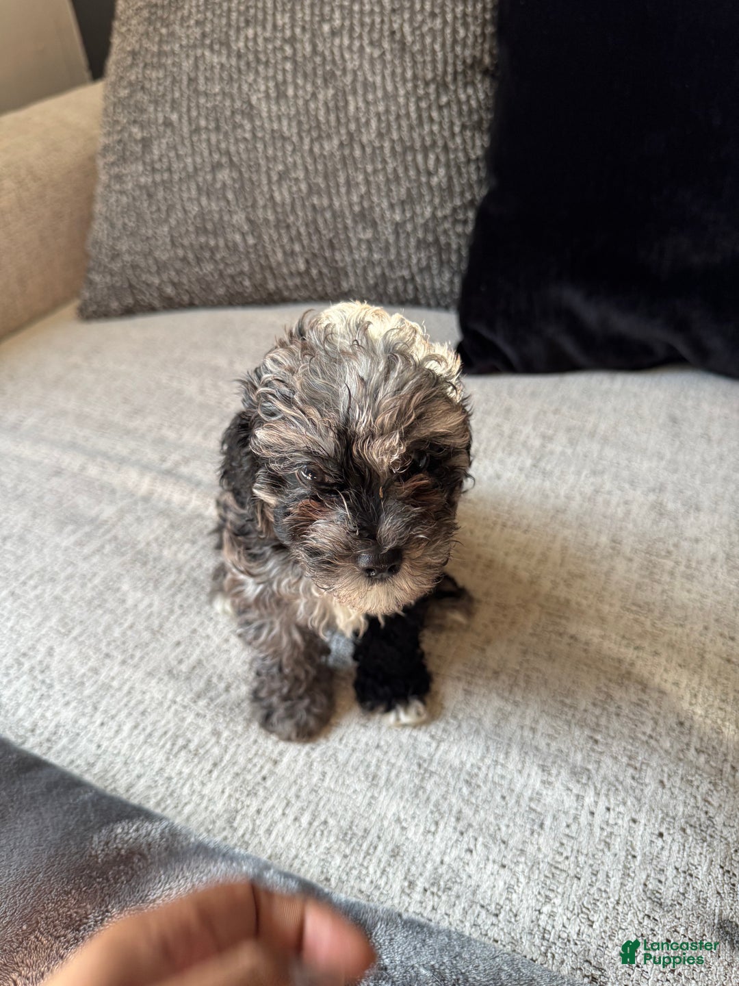 Toy Poodle dogs for sale: Misti - Ad 2