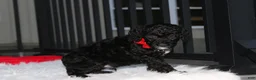 Miniature Poodle dogs for sale:  Bobby - Ad 3